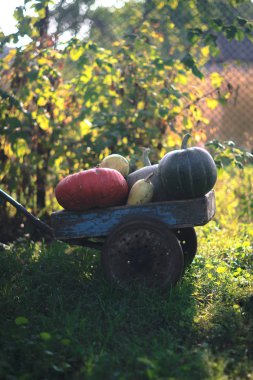 Kabak hasat üzerinde eski bir ahşap sepeti.