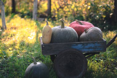 Kabak hasat üzerinde eski bir ahşap sepeti.