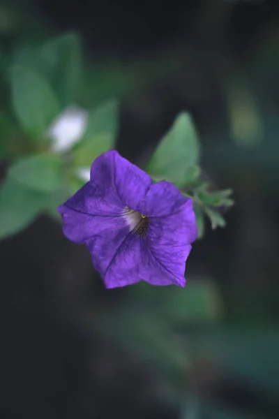 夏の花 - 背景をぼかした写真のペチュニア. — ストック写真