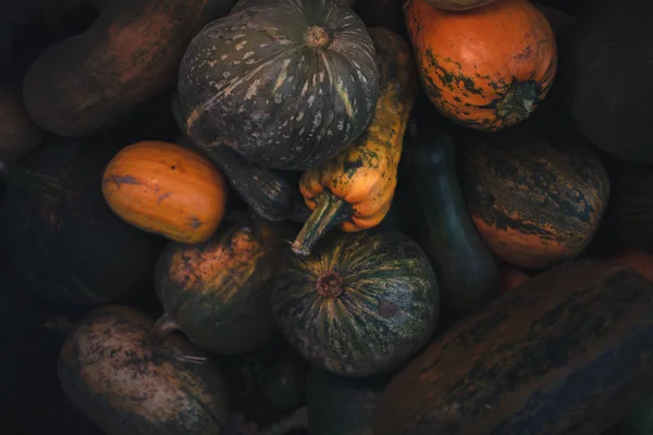 Récolte automnale de citrouilles nature morte de multicolore . — Photo