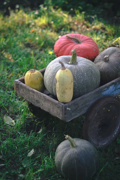 Récolte de citrouilles sur un vieux chariot en bois . — Photo