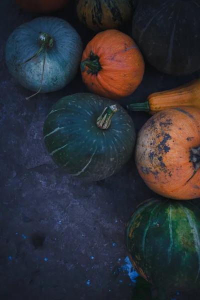 Récolte automnale de citrouilles nature morte de multicolore . — Photo