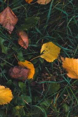 Sonbahar arka plan. Arka plan bulanık ile yere kuru yapraklar.