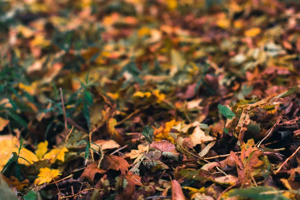 Fundo de outono. Folhas secas no chão com um fundo desfocado . — Fotografia de Stock