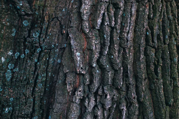 Trädstammen i höst skogen bakgrund naturen. — Stockfoto