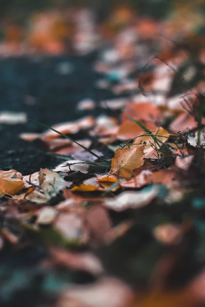 Sfondo autunnale. Foglie secche a terra con uno sfondo sfocato . — Foto Stock