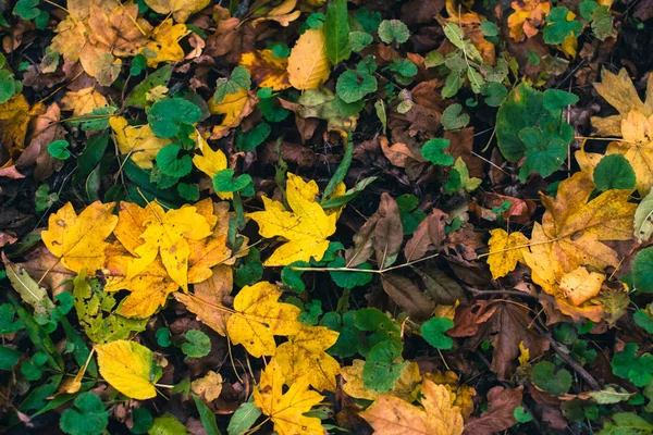 Fond d'automne. Feuilles sèches sur le sol avec un fond flou . — Photo