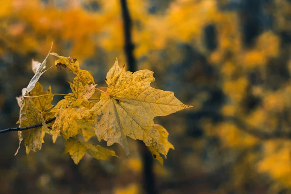 Podzimní listí na přírodu v podzimní den s rozmazané pozadí. — Stock fotografie