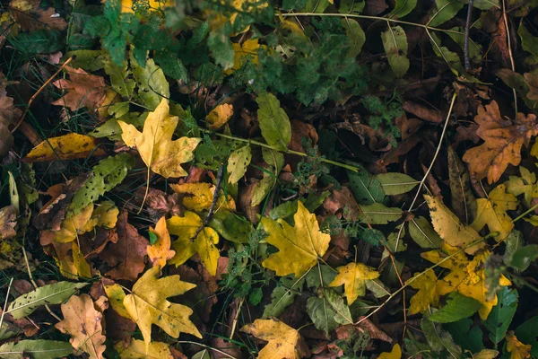 Fondo de otoño. Hojas secas en el suelo con un fondo borroso . —  Fotos de Stock