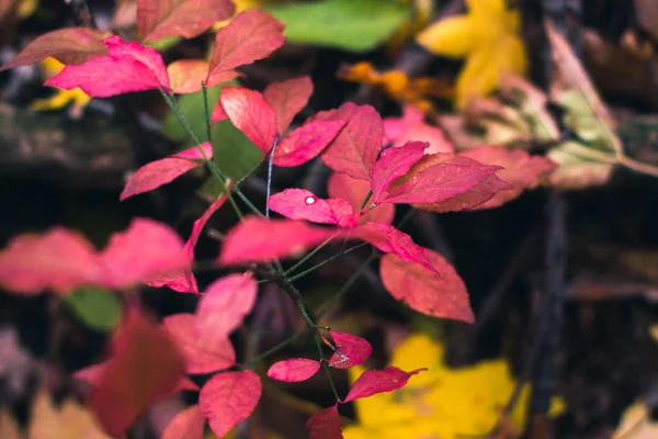 Feuilles d'automne sur la nature en journée d'automne avec fond flou . — Photo