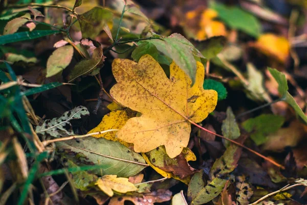 Fondo de otoño. Hojas secas en el suelo con un fondo borroso . —  Fotos de Stock