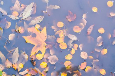 Bir su birikintisi içinde sonbahar yaprakları kuru. Sonbahar arka plan.