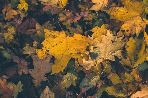 Fond d'automne. Feuilles sèches sur le sol avec un fond flou . — Photo