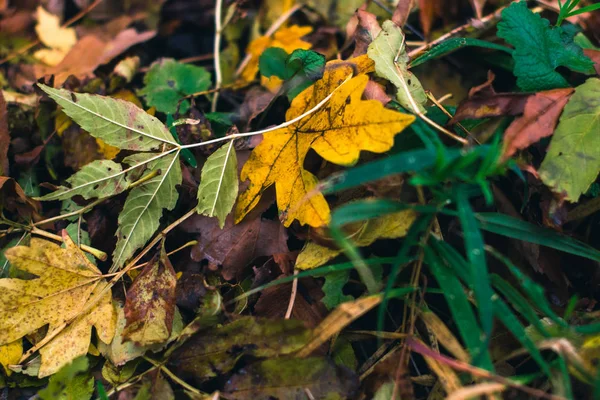 Fondo de otoño. Hojas secas en el suelo con un fondo borroso . —  Fotos de Stock