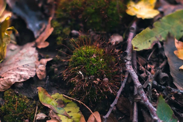 Fondo de otoño. Hojas secas en el suelo con un fondo borroso . —  Fotos de Stock