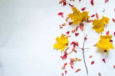 Beyaz arka plan natürmort karşı sonbahar yaprakları.