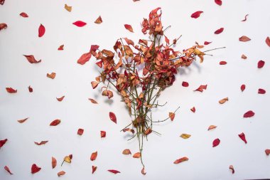 Beyaz arka plan natürmort karşı sonbahar yaprakları.