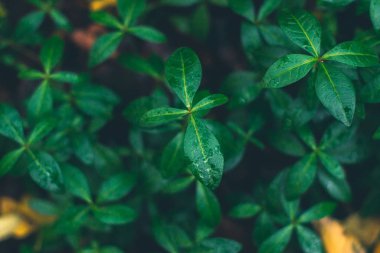 Sonbahar arka plan. Arka plan bulanık ile yere kuru yapraklar.