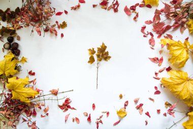 Beyaz arka plan natürmort karşı sonbahar yaprakları.