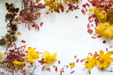 Beyaz arka plan natürmort karşı sonbahar yaprakları.