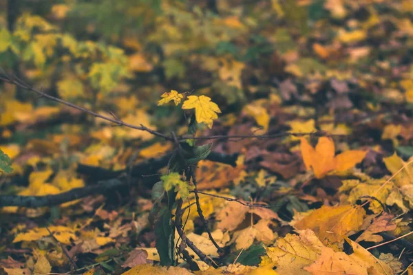 Jesienne tła. Suchych liści na ziemi z niewyraźne tło. — Zdjęcie stockowe