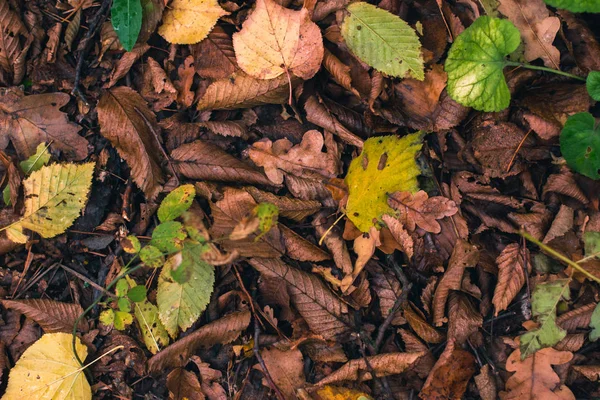 Fondo de otoño. Hojas secas en el suelo con un fondo borroso . —  Fotos de Stock