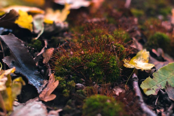 Sonbahar arka plan. Arka plan bulanık ile yere kuru yapraklar. — Stok fotoğraf