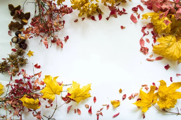 Beyaz arka plan natürmort karşı sonbahar yaprakları.