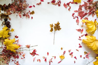 Beyaz arka plan natürmort karşı sonbahar yaprakları.