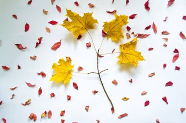Beyaz arka plan natürmort karşı sonbahar yaprakları.