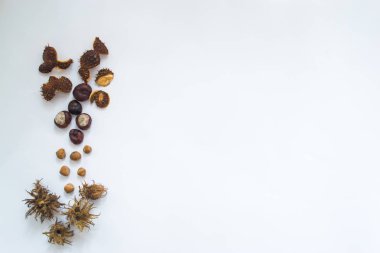 Kestane ve beyaz zemin üzerine fındık.