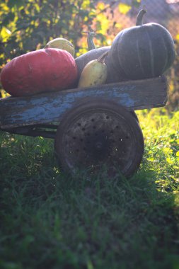 Kabak hasat üzerinde eski bir ahşap sepeti.