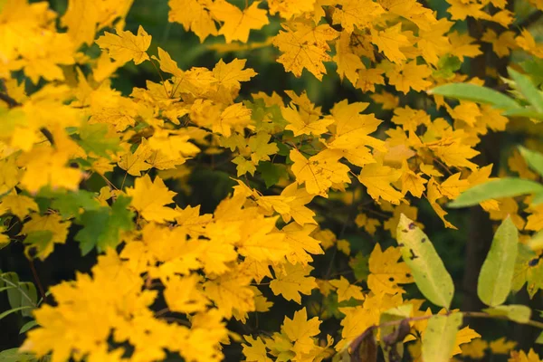 Осіннє листя на природі в осінній день з розмитим фоном . — стокове фото