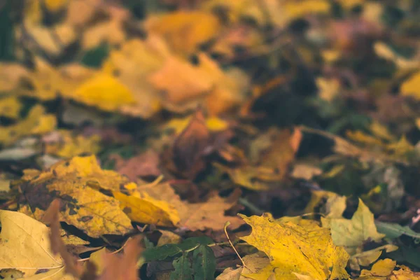 Fond d'automne. Feuilles sèches sur le sol avec un fond flou . — Photo