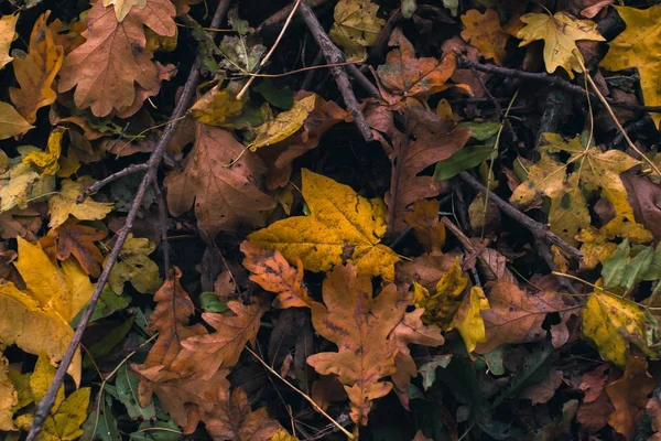 Fond d'automne. Feuilles sèches sur le sol avec un fond flou . — Photo