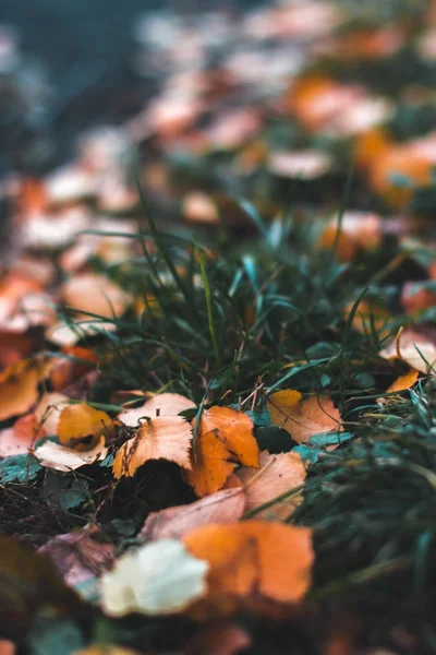 Fundo de outono. Folhas secas no chão com um fundo desfocado . — Fotografia de Stock