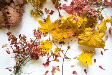 Beyaz arka plan natürmort karşı sonbahar yaprakları.