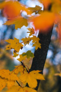 Arka plan bulanık ile sonbahar gün Doğa Sonbahar yaprakları.