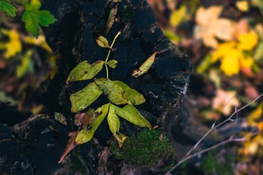 Sonbahar arka plan. Arka plan bulanık ile yere kuru yapraklar.