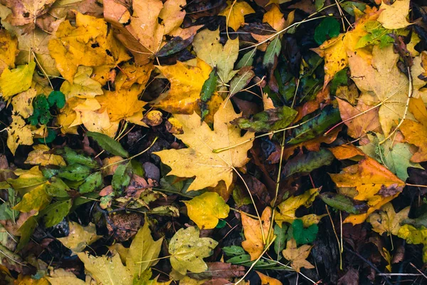 Fond d'automne. Feuilles sèches sur le sol avec un fond flou . — Photo