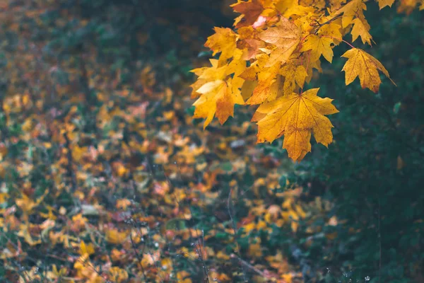 Autumn leaves on nature in autumn day with blurred background. — Stock Photo, Image