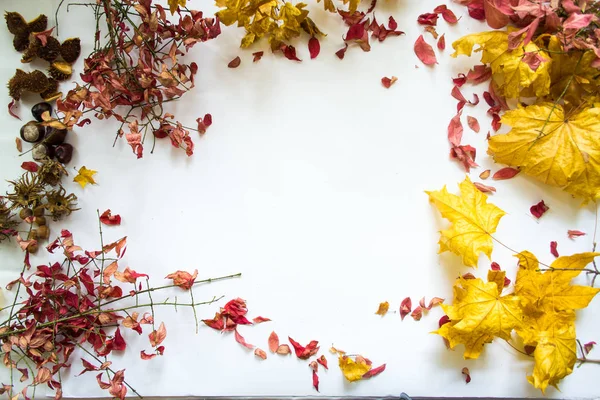 Herbstblätter vor weißem Hintergrund Stillleben. — Stockfoto