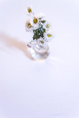 Beyaz ahşap zemin üzerinde beyaz çiçekler.