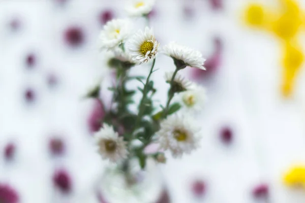 Білі квіти на білому дерев'яному фоні . — стокове фото