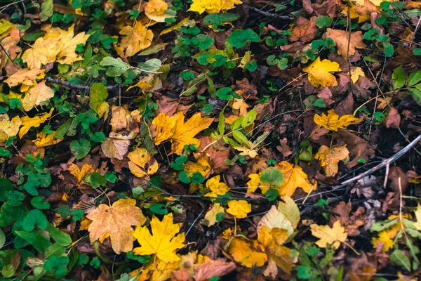 Fond d'automne. Feuilles sèches sur le sol avec un fond flou . — Photo