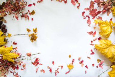 Beyaz arka plan natürmort karşı sonbahar yaprakları.