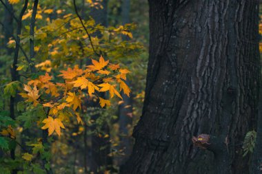 Sonbahar günü manzara. Yağmur sonra sonbahar orman.