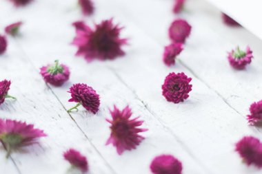 Beyaz ahşap zemin üzerinde mor çiçekler.