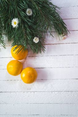 Beyaz ahşap zemin üzerine mandalina ile Noel ağacı dalı.