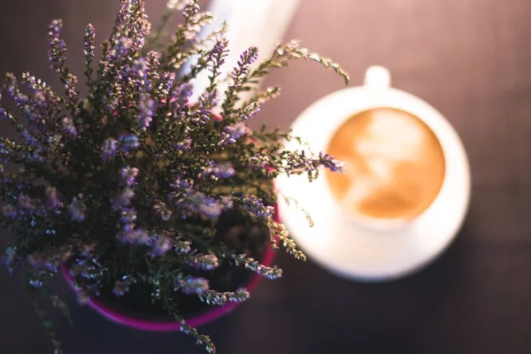 Secangkir kopi dekat tanaman dalam panci dengan latar belakang kabur . — Stok Foto